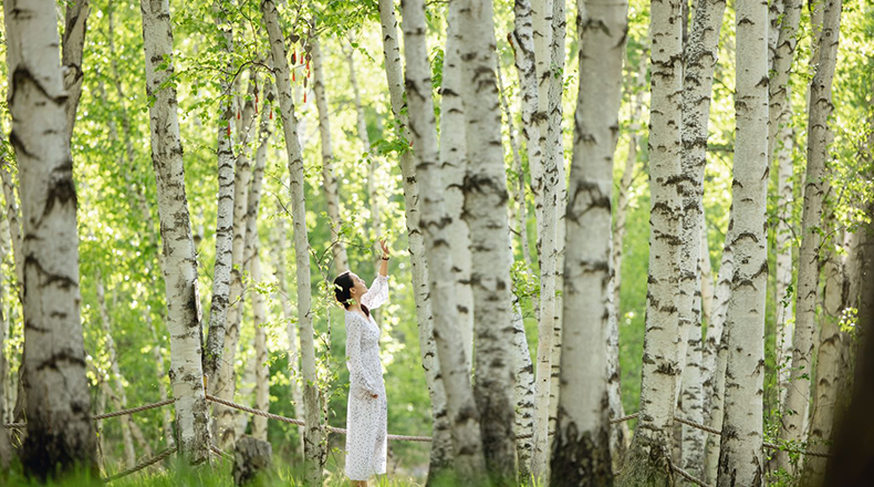 森林来信：额尔古纳的白桦林里藏着一整个夏天